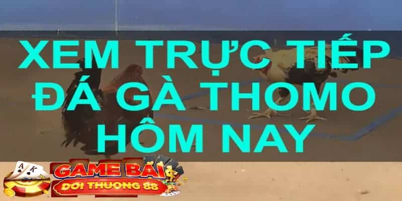 Đá gà trực tiếp thomo hôm nay